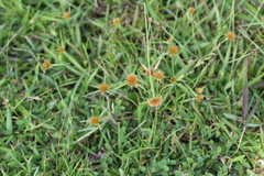 Rhynchospora wightiana